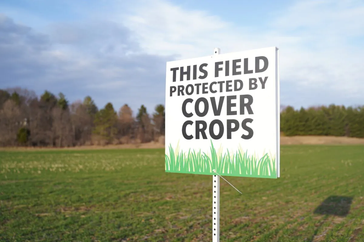 A farmer’s field is planted with cover crops in Neosho, Wis., on March 26, 2021. (Cara Ding/The Epoch Times)