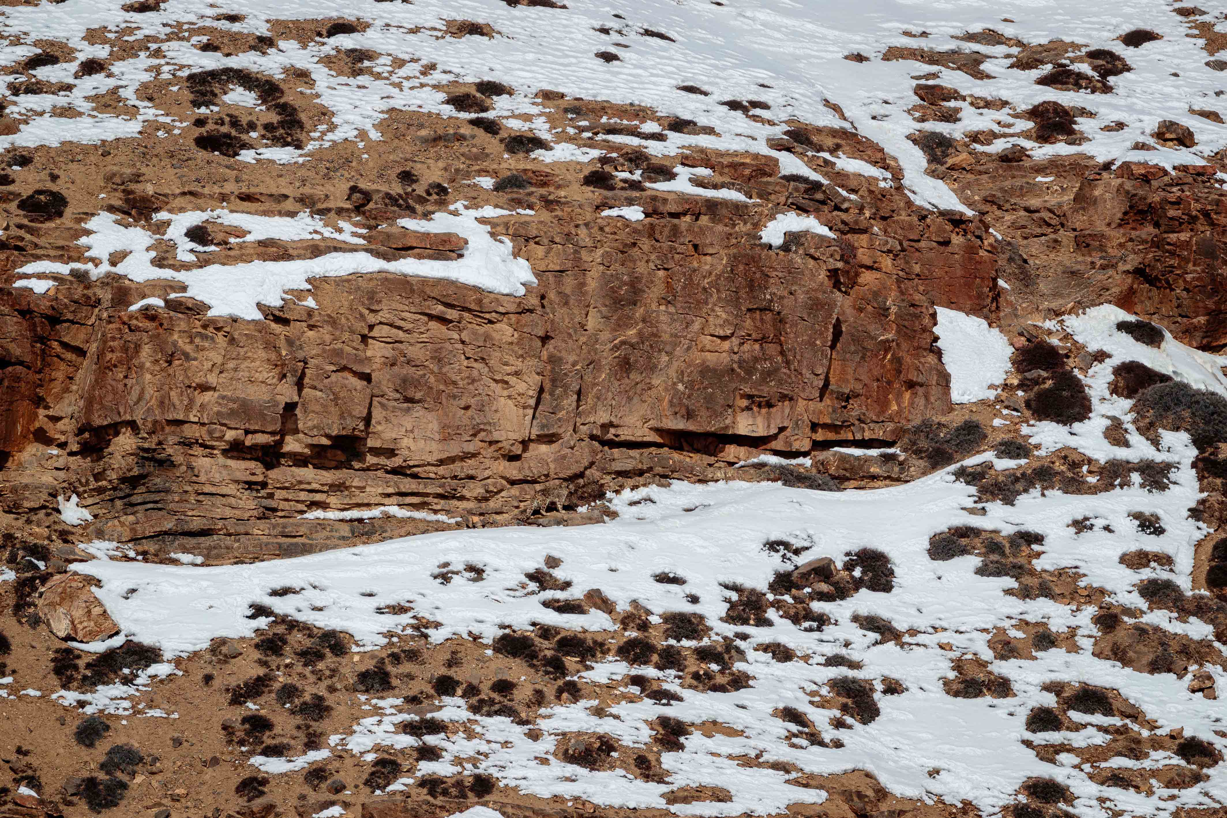 Snow leopard perfectly camouflaged in mountain terrain baffles the internet