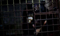 2 Caged Bears Locked in Dark Basement for 17 Years Rescued From Bile Farm in Vietnam