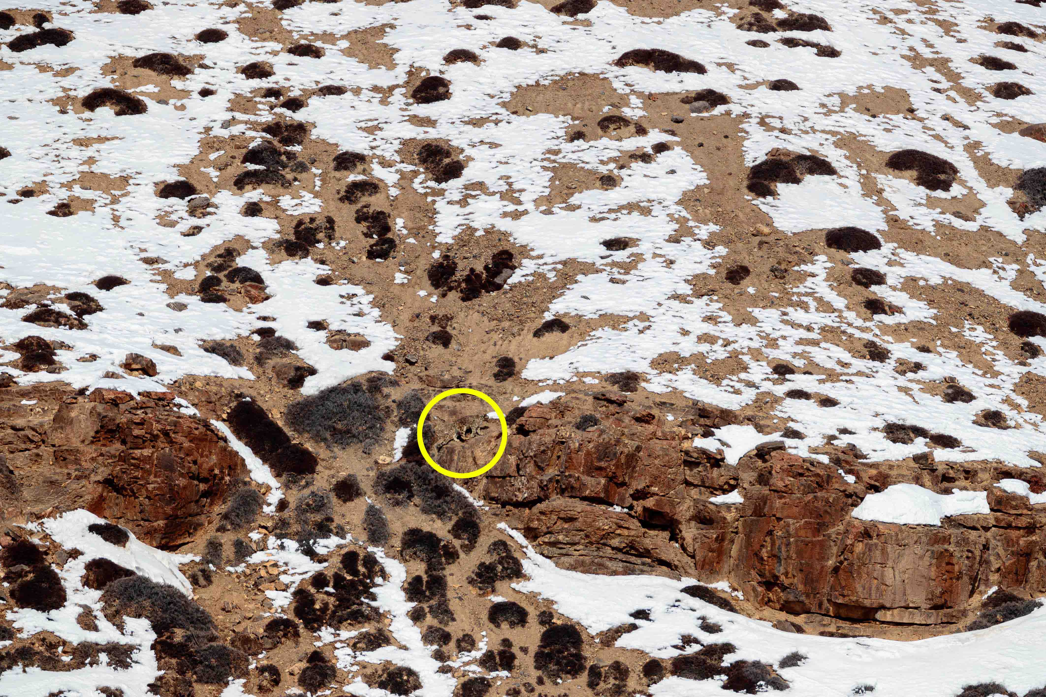 Snow leopard perfectly camouflaged in mountain terrain baffles the internet