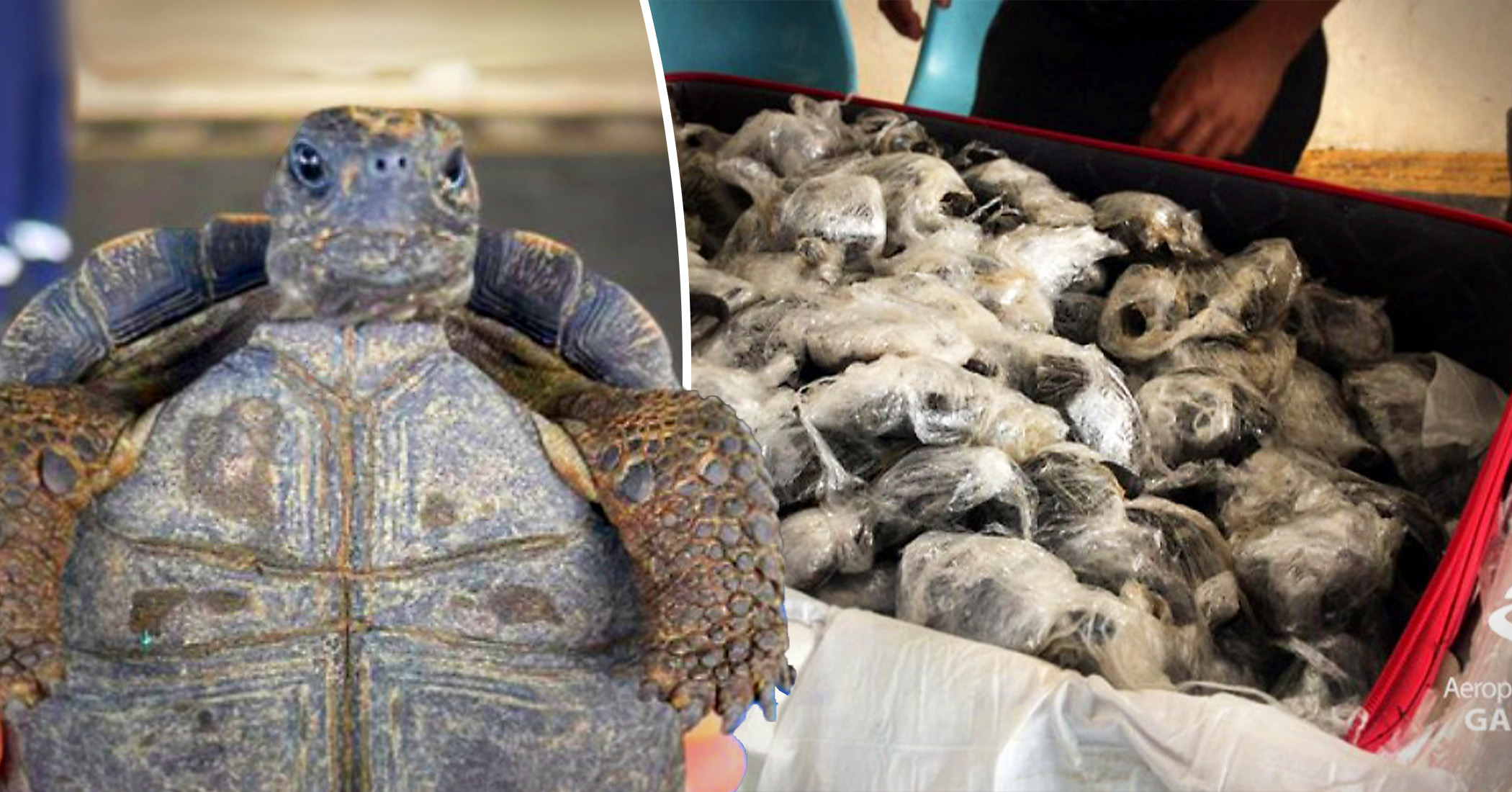 Airport Workers Seize 185 Baby Galápagos Tortoises Wrapped in Plastic, Packed in Suitcase - Vimarsana News