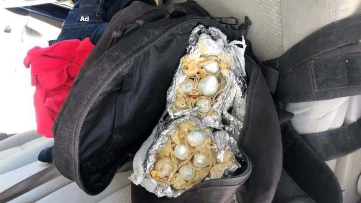 Border Patrol agents found five pounds of fentanyl stuffed inside breakfast burritos along the Arizona-Mexico border (U.S. Customs and Border Protection)
