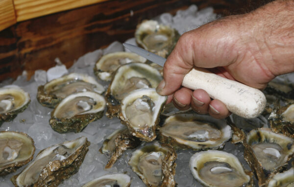 oyster