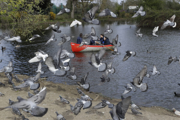 Pigeons fly as a family enjoy a boating lake
