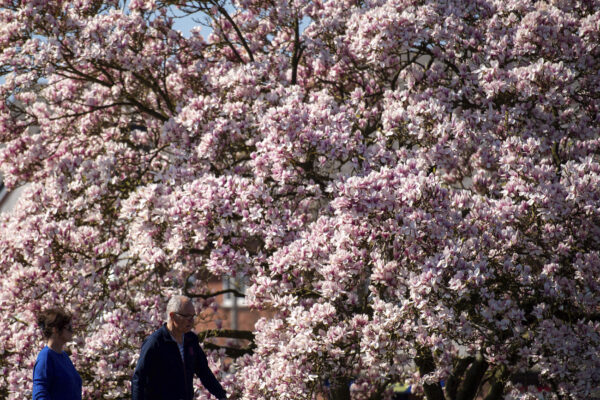 People walk by a blooming tree on a fine spring day in Stratford-upon-Avon, England
