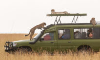 Safari Goers Stunned When Family of Cheetahs Mount Their Vehicle to Relax and Scout Gazelle