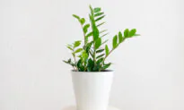 Why Houseplants Turn Brown and How to Stop It