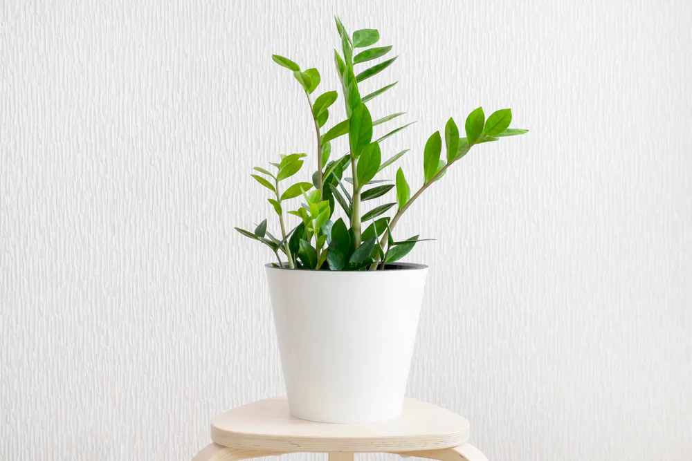 Keeping your beautiful houseplants looking healthy and green is the challenge. (Soloveva Kseniia/Shutterstock)