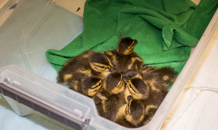 Seven Lucky Ducklings Trapped in Storm Drain Saved by Huntington Beach ...