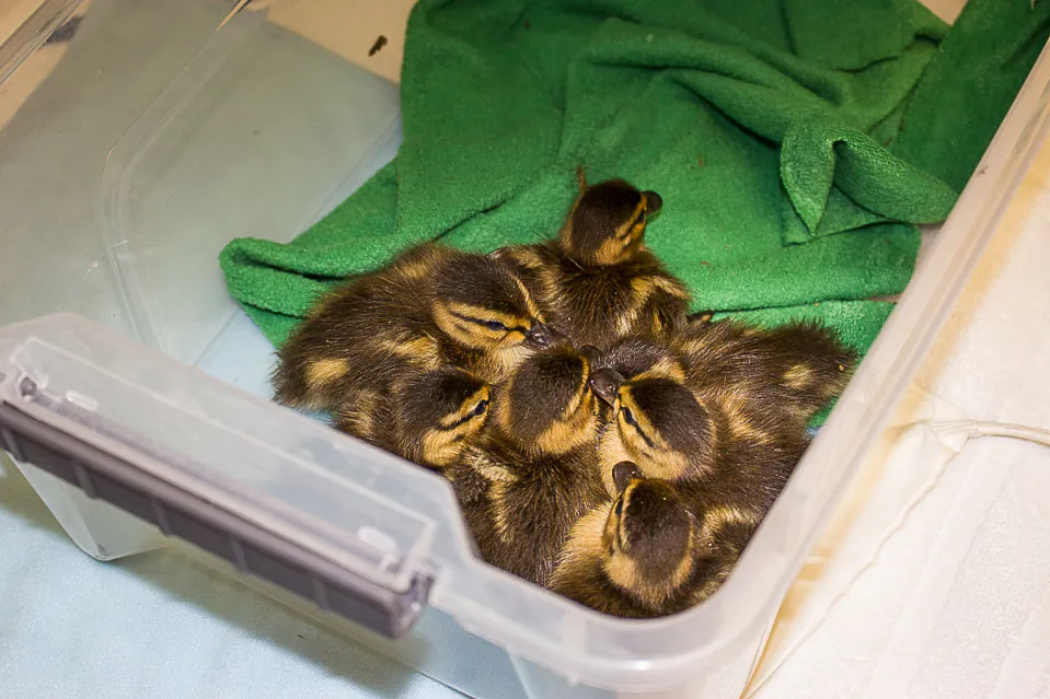 A brood of ducklings was rescued by Huntington Beach firefighters after falling into a storm drain. (Courtesy of Wetlands and Wildlife Care Center)