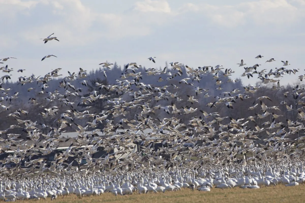 A huge flock of swans and snow geese in Skagit Valley, Wash. (Echo Liu/The Epoch Times)