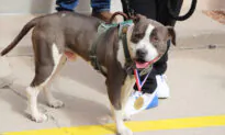 Former Stray Pit Bull Mix Receives Medal for Helping Save His Owner’s Life