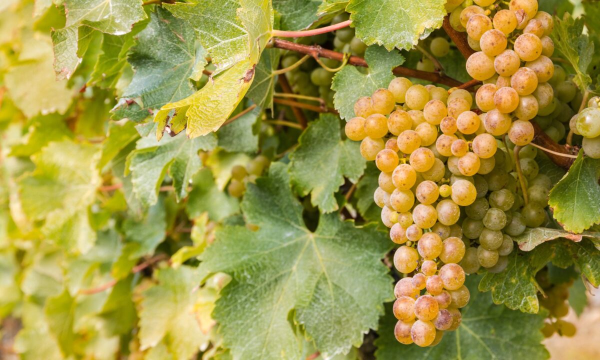 Sauvignon blanc's main aroma is herbal, but depending on the area and winemaker, the grape's distinctive expressions can vary widely. (patjo/shutterstock)