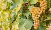 The Many Faces of Sauvignon Blanc