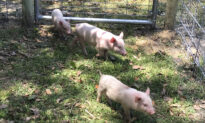 Of Snakes and Pigs: Life on a Florida Farm