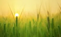 What Farmers Can Teach Us About Finances