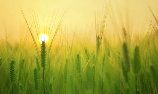5 Reasons Your Food Is Hurting You