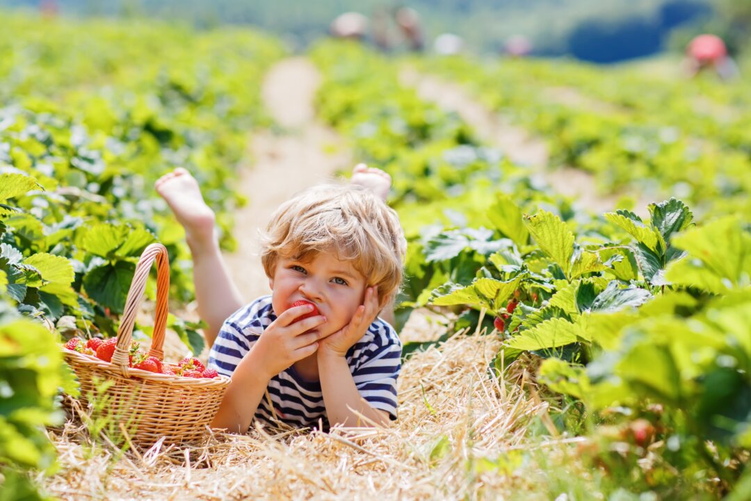 Adapting to the season can be as pleasant as eating cooling foods like fresh strawberries. (Romrodphoto/Shutterstock)