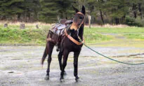 Mule Leads Hikers to Injured 60-Year-Old Owner Who Fell Off During Trail Ride