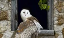 Behold the Beauty: ‘Patient Observer’ by Camille Engel
