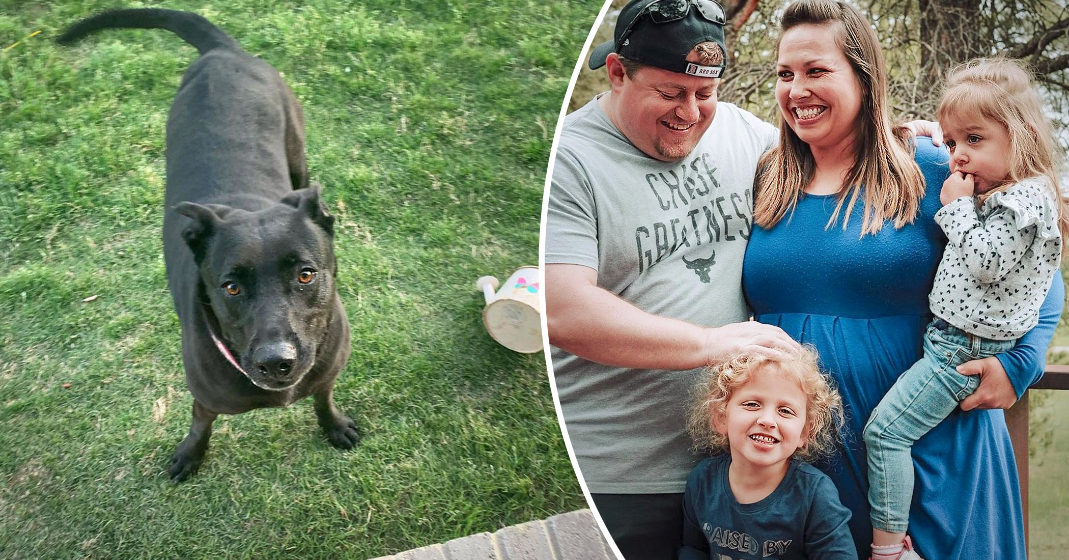 Heroic Dog Saves Family of 4 From Knife-Wielding Intruder Who Broke Into Their House - Vimarsana News