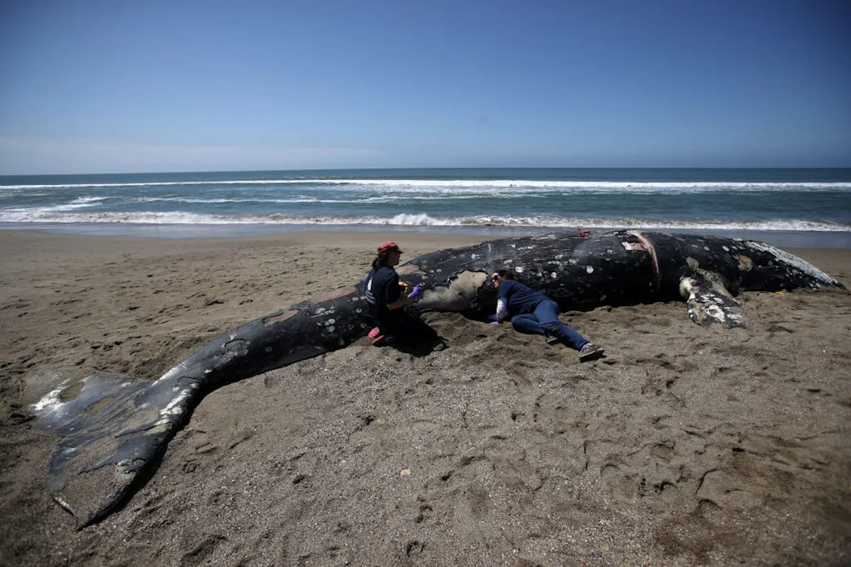 Barbie Halaska, (L) necropsy manager with The Marine Mammal Center, and Elizabeth Douglas (R) examine a dead juvenile Gray Whale on Limantour Beach at Point Reyes National Seashore in Point Reyes Station, Calif., on May 25, 2019. (Justin Sullivan/Getty Images)