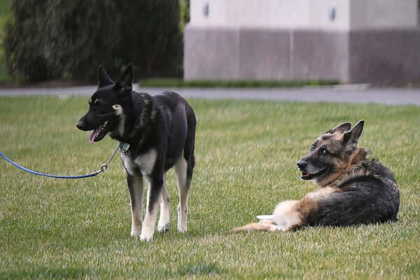 Biden dogs