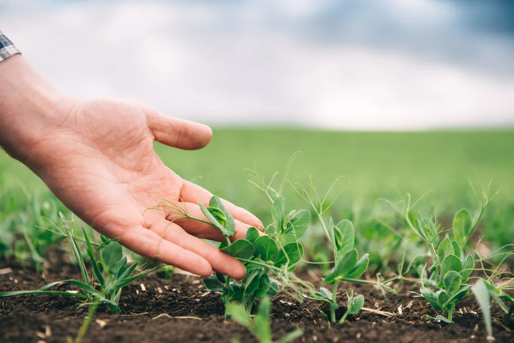 Pea sprouts. (Hryshchyshen Serhii/Shutterstock)