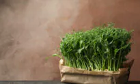 Year-Round Harvest: Tips and Secrets of an Indoor Garden