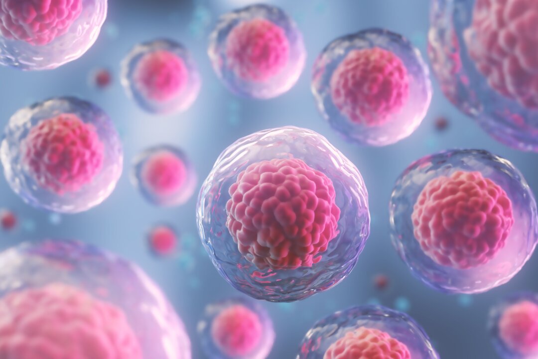 Autophagy breaks cellular components down to  molecules, such as monosaccharides, fatty acids, and amino acids that can be used to produce ATP. (Anusorn Nakdee/Shutterstock)