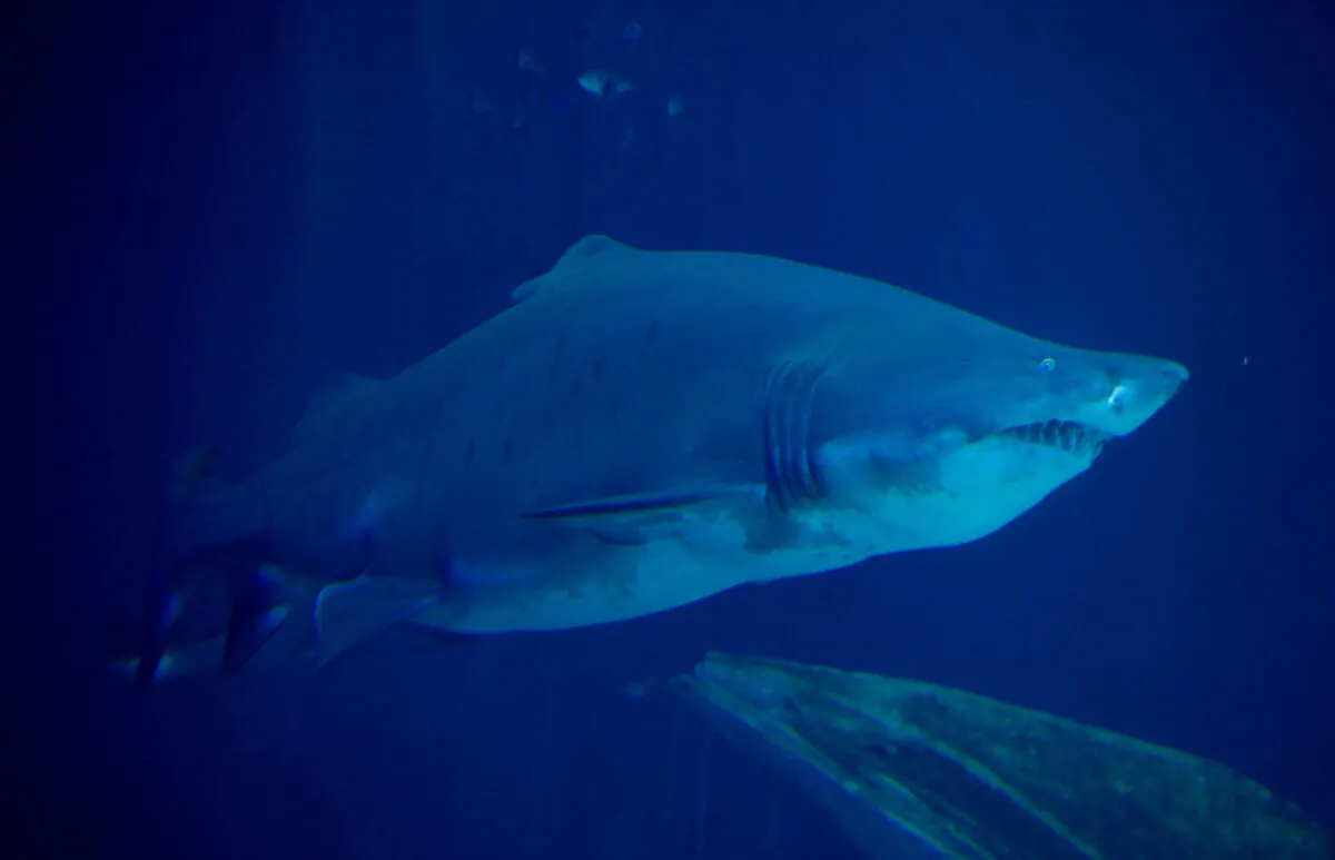 A sand tiger shark in a stock photo. (Stefan Sauer/DPA/AFP via Getty Images)