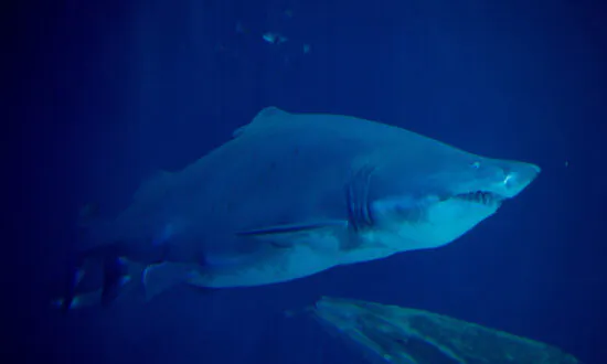 Tiger Sharks Eat Whale Carcass That Drifted Ashore in Hawaii