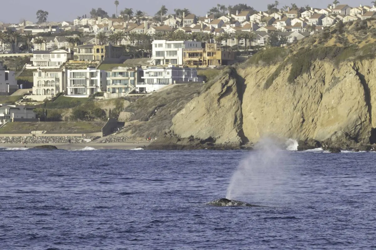 A gray whale swims off Dana Point, Calif. (Courtesy of Donna Kalez/Dana Wharf Sportfishing & Whale Watching)