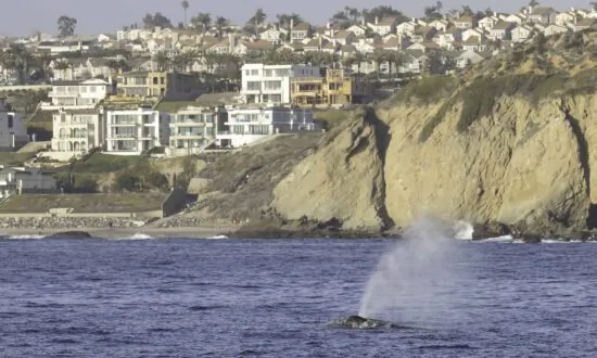 Dana Point Offers Visitors a Whale of an Attraction