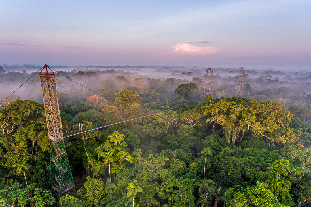 A steel catwalk 150 feet in the air stretches out across the treetops near Sacha Lodge in the rain forest of Equador (Courtesy of Sacha Lodge)