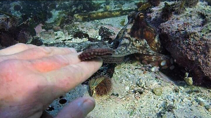 man and octopus shake hands in My Octopus Teacher