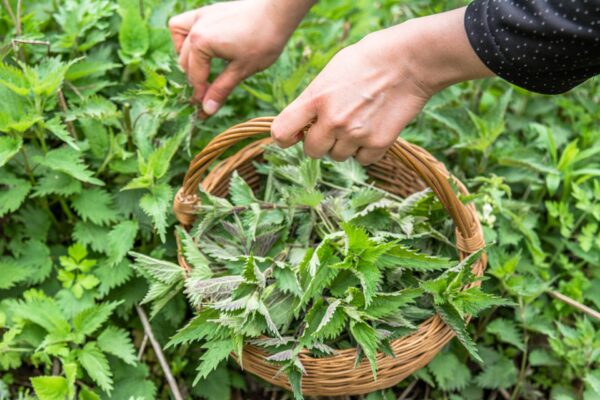 From Elf Shots to Superfood: The Journey of the Humble Nettle