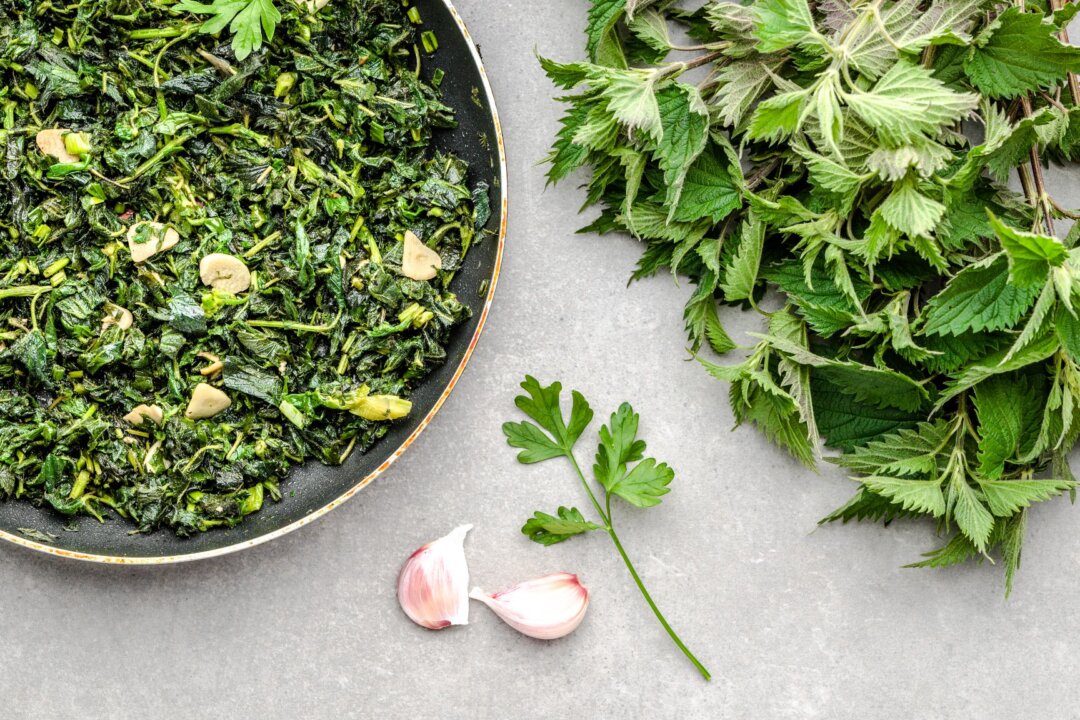 Foraged stinging nettles (Urtica dioica) star in many traditional springtime dishes, from soups and stews to sauces and sautées. (alicja neumiler/shutterstock)