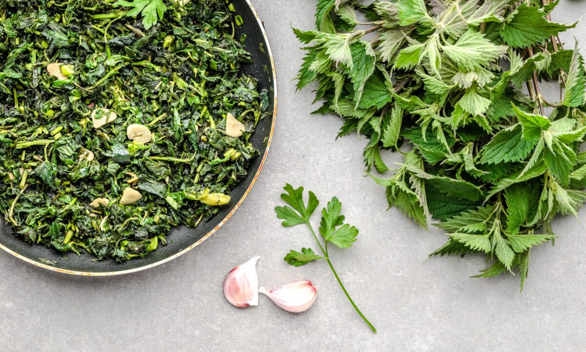 Foraged stinging nettles (Urtica dioica) star in many traditional springtime dishes, from soups and stews to sauces and sautées. (alicja neumiler/shutterstock)