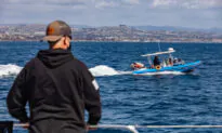 Rescuers Search for Entangled Baby Whale