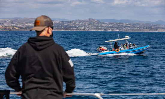 Rescuers Search for Entangled Baby Whale
