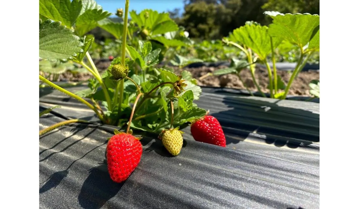 Strawberries ripen at Berry Island Farms in Gilroy, Calif., on April 16, 2021. (Ilene Eng/The Epoch Times)