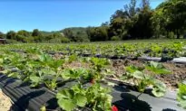 Homesteading Is Gaining Popularity: A Practice That Is Deeply Rooted in the Missouri Ozarks