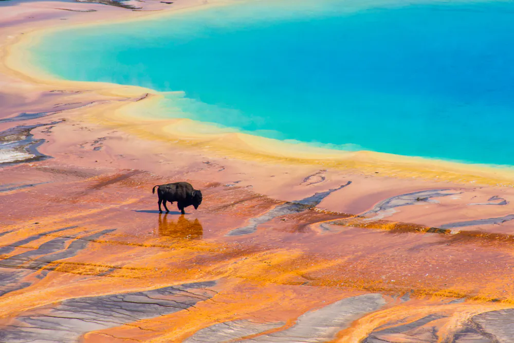 A bison at the colorful Grand Prismatic Spring. (MeganBrady/Shutterstock)