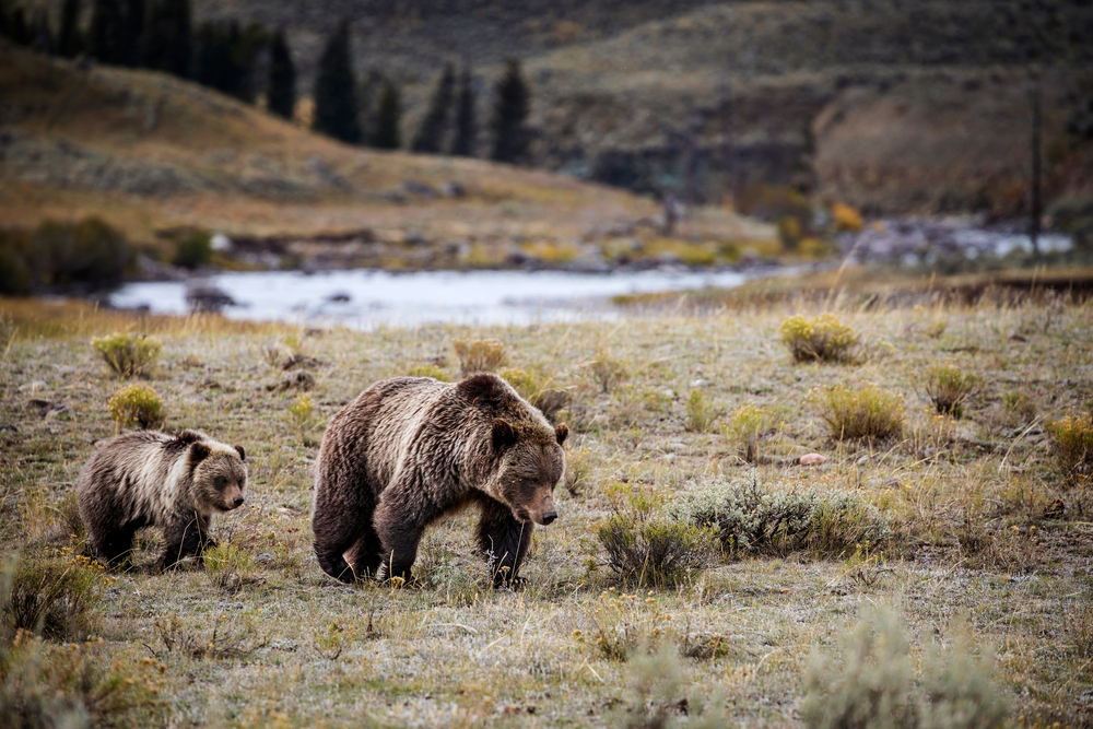Wildlife,Of,Yellowstone,National,Park