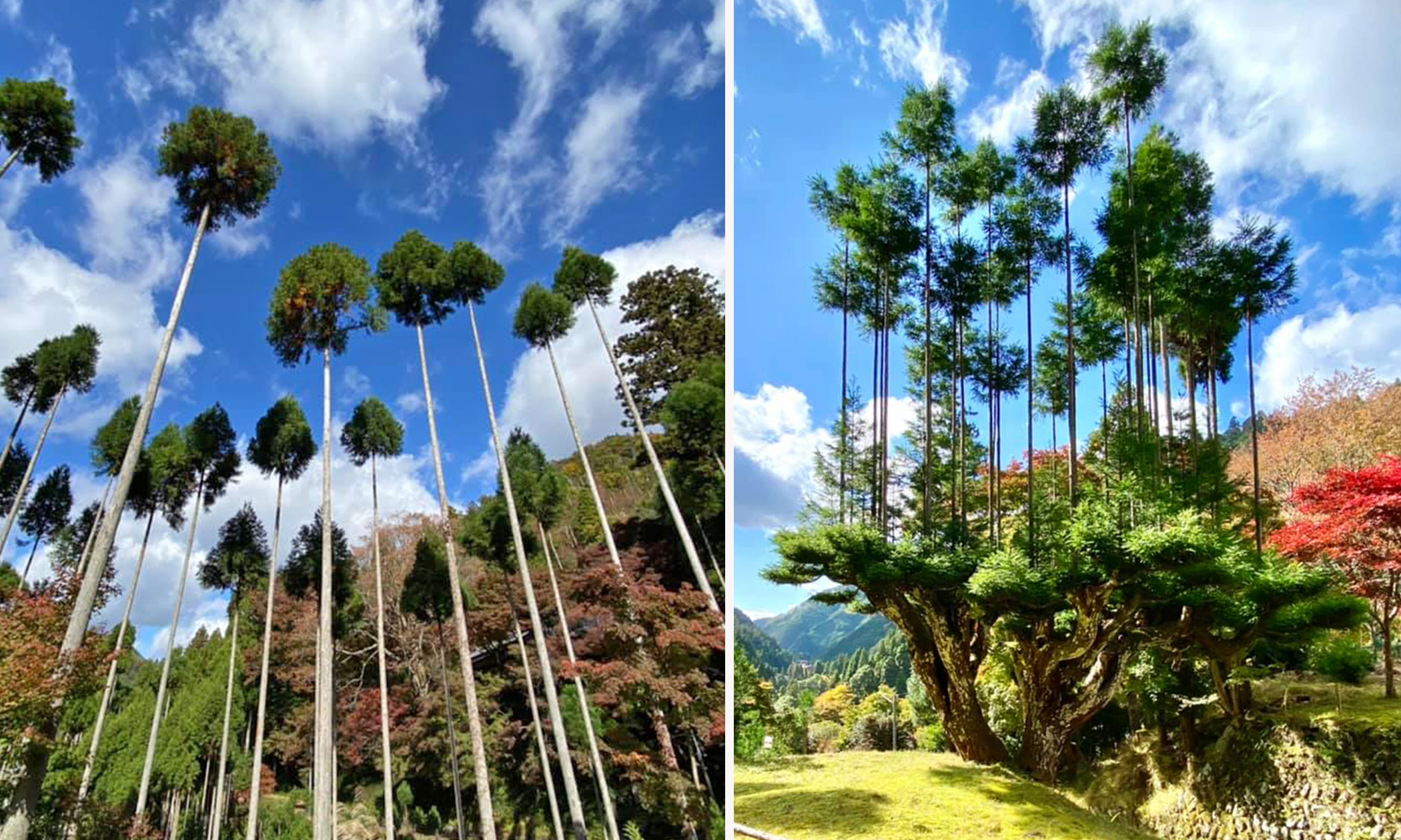 15th-Century Bonsai Trick That Grows Ultra-Straight Cedar