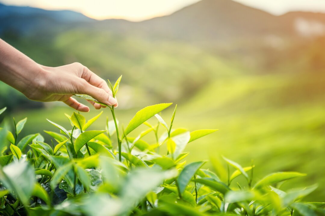 ‘Grain rains’ is when tea growers enjoy their first harvest. these tea leaves are best suited to hydrate and prevent inflammation. (NATNN/Shutterstock)