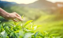 Tips for Relieving Late Spring Blues for a Smooth Transition to Summer