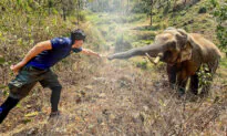 31-Year-Old Elephant Recognizes Vet Who Rescued Him From Close Death 12 Years Ago