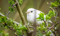 UK Photographer Spots Incredibly Rare White Robin–and the Photos Are Breathtaking